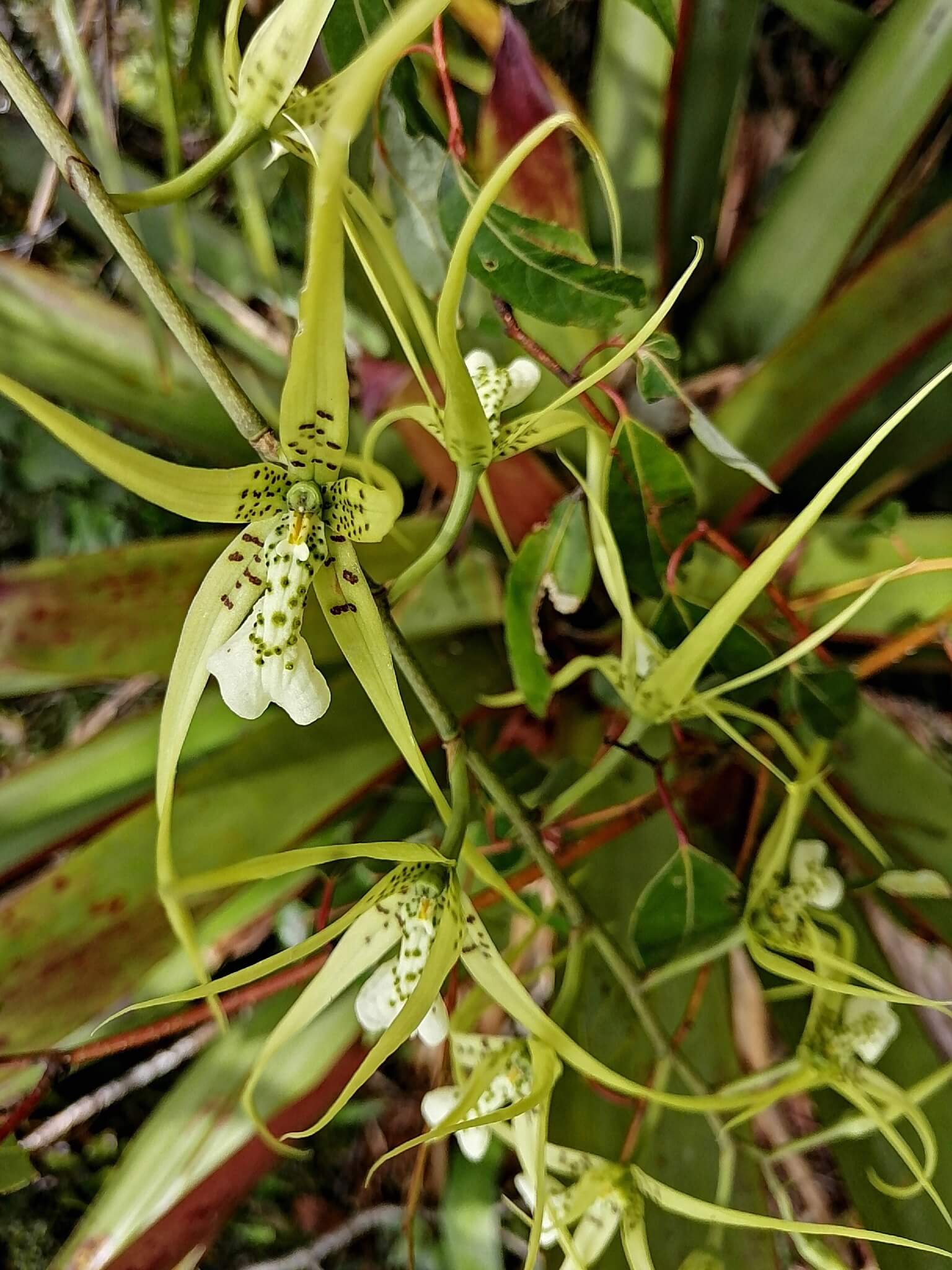 Brassia verrucosa